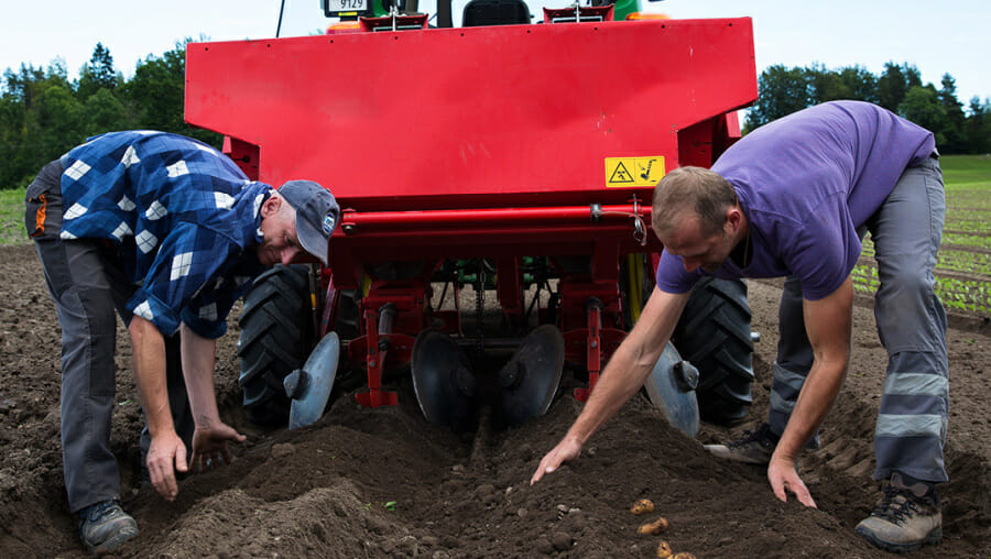 Norske småpoteter 5 kg - varenummer 3110500