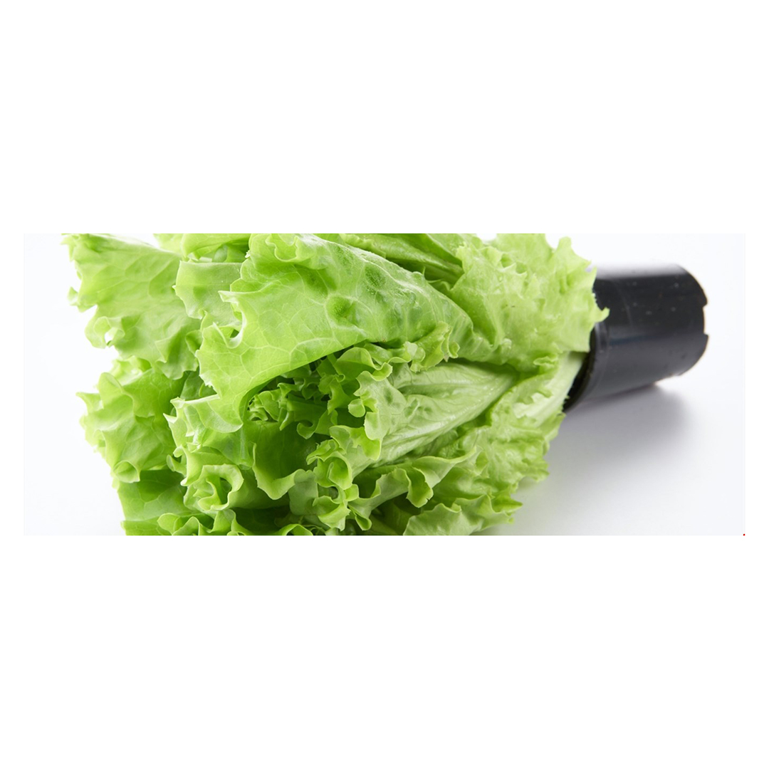 Salat rapid norsk stk