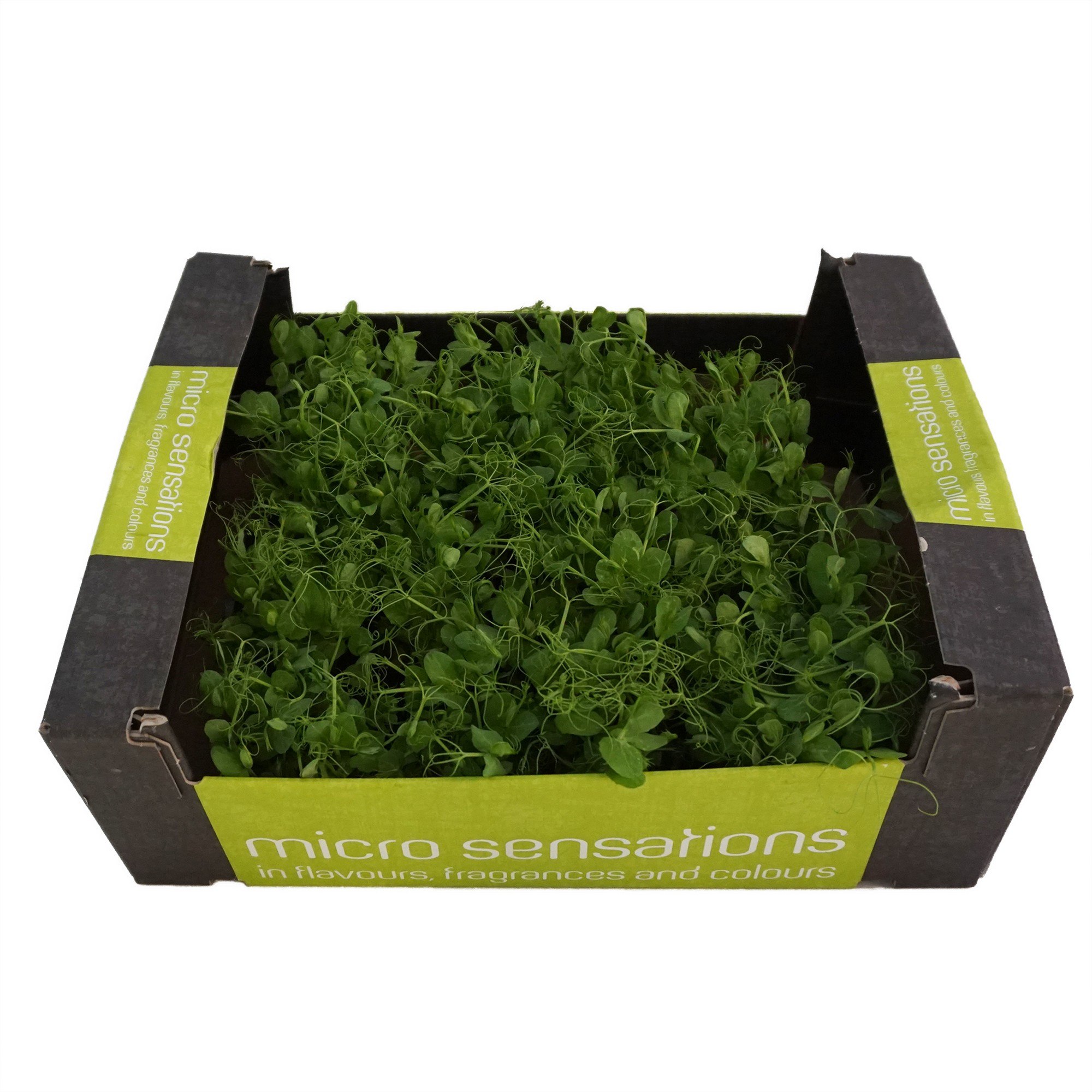 Spirer hvitløk rock chives 16stk