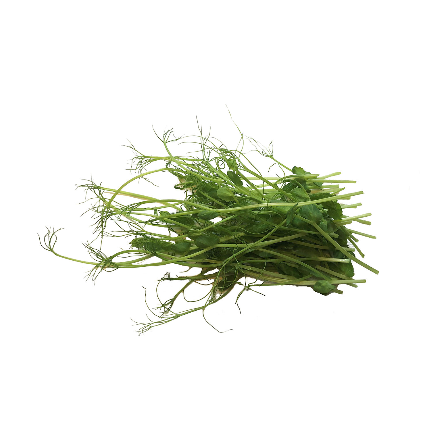 Spirer erte affilla cress stk