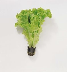 Salat rapid stk