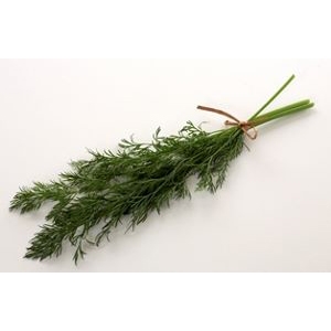 Dill potte stk