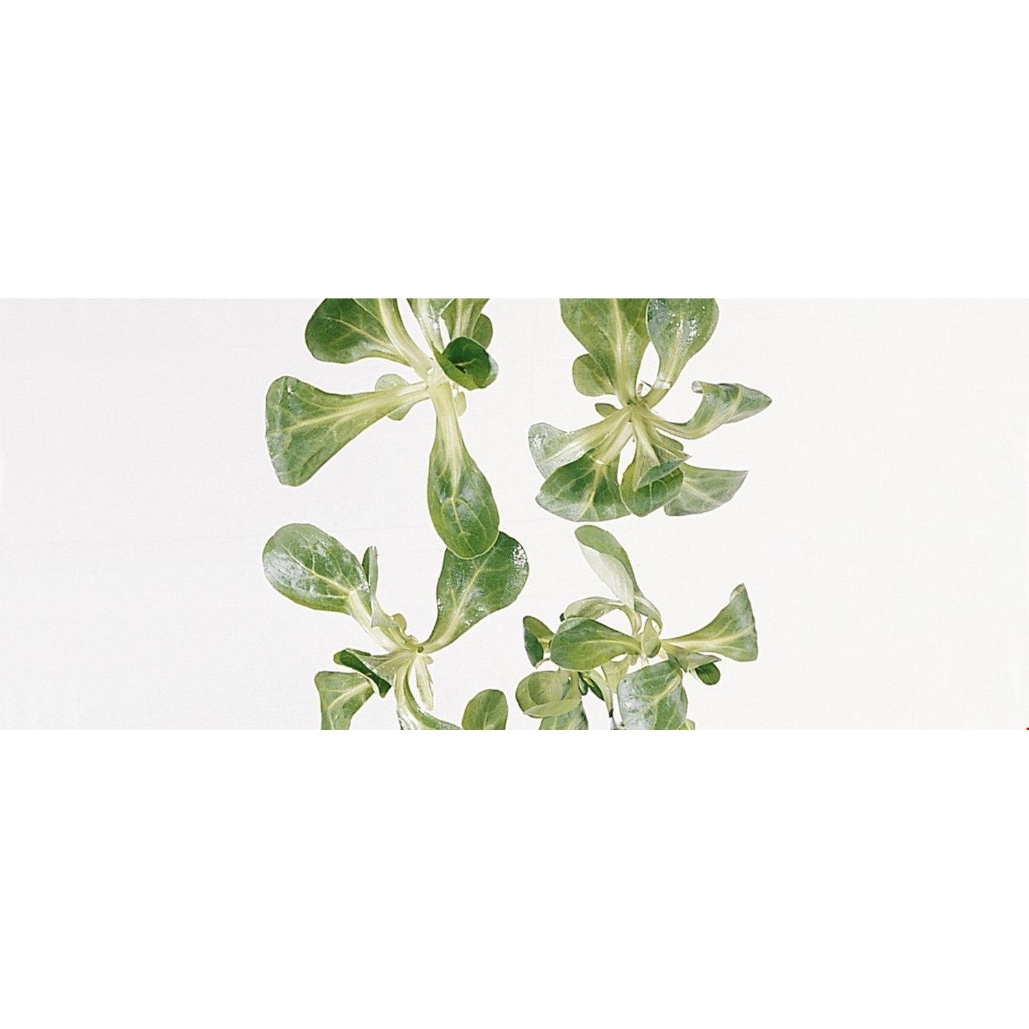 Salat feld            stk