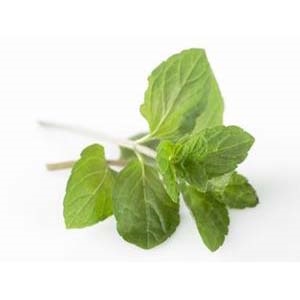Peppermynte urte potte
