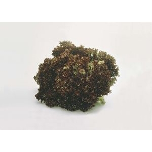 Salat lollo rød blader 2kg  stk