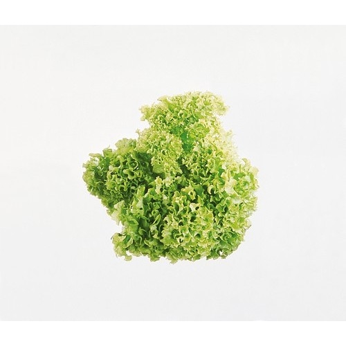 Salat lollo grønn økol. 125g
