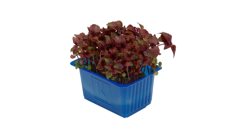 Karse shiso lilla 16stk