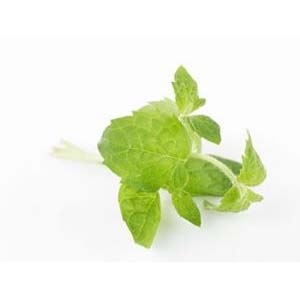 Mynte 100g stk