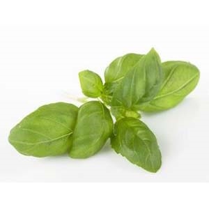 Basilikum 100g stk