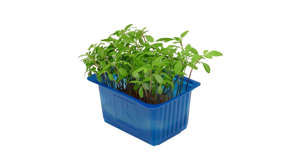 Karse aclla cress stk