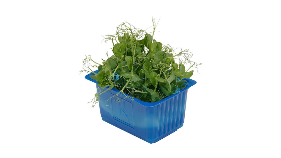 Karse affilla cress top seal stk