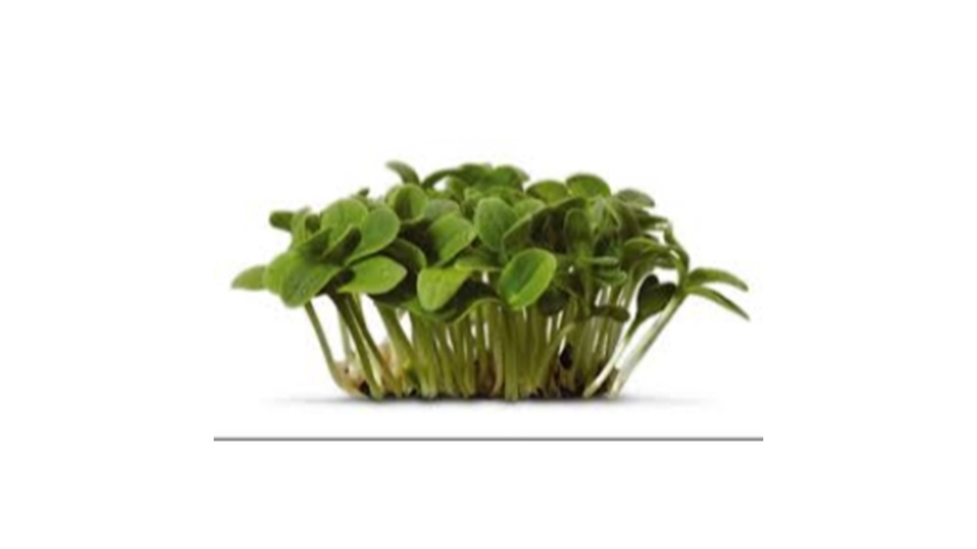Karse borage stk