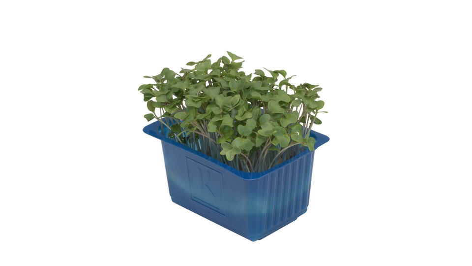 Karse brocco cress  stk