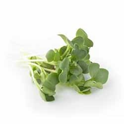 Karse daikon top seal stk