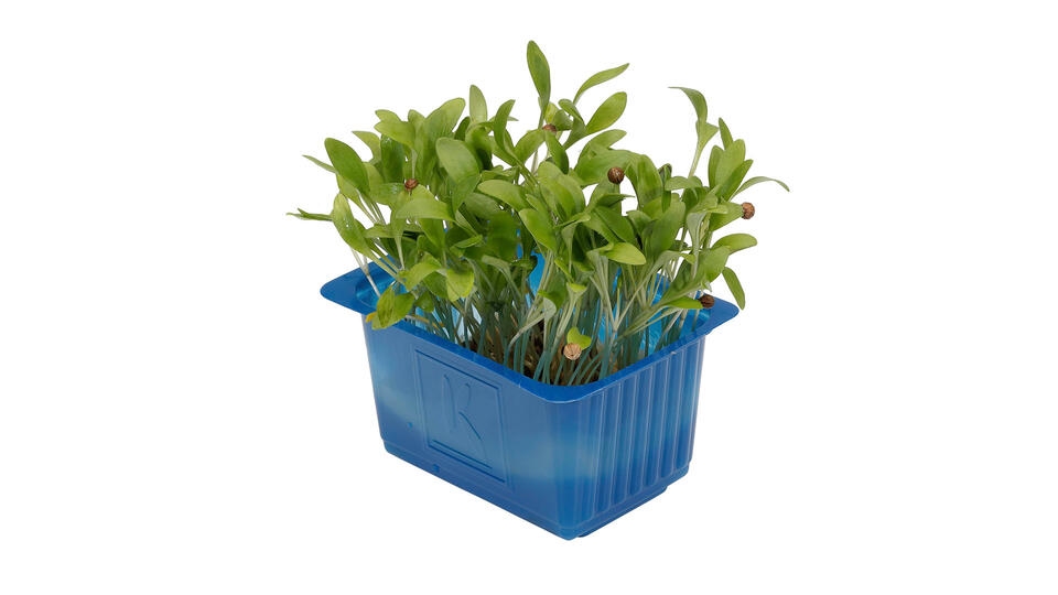 Karse ghoa cress pce