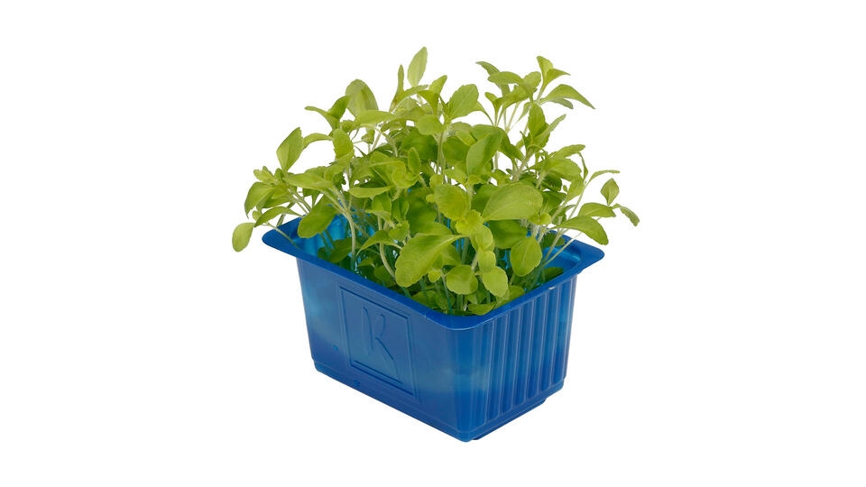 Karse honny cress stk