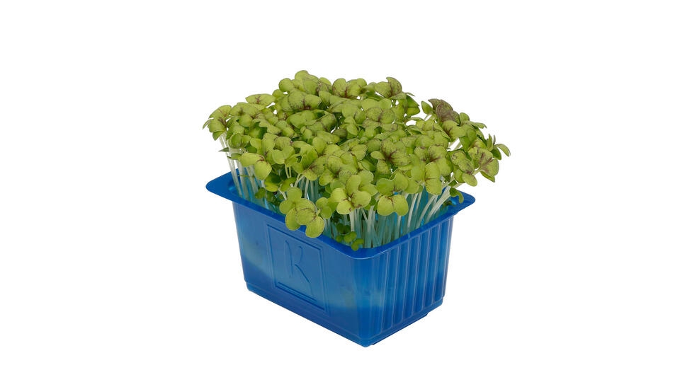 Karse mustard cress stk