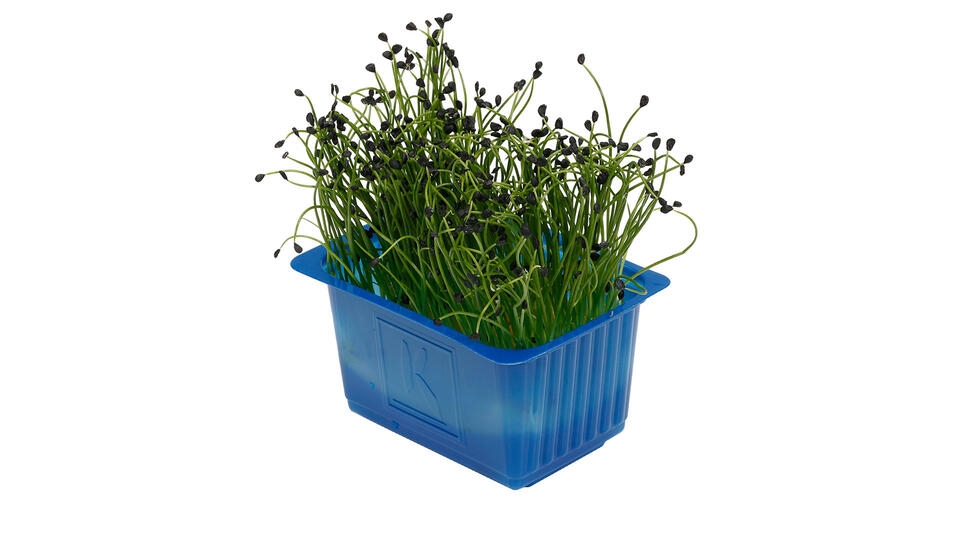 Karse rock chives stk
