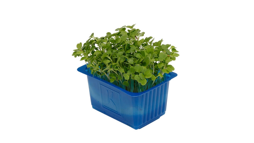 Karse rucola cress stk