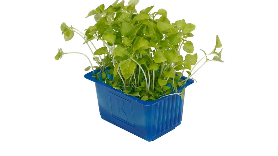 Karse sechuan cress stk