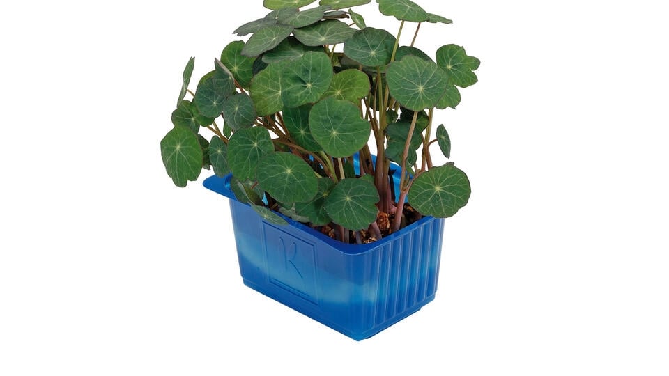 Karse zorri cress stk