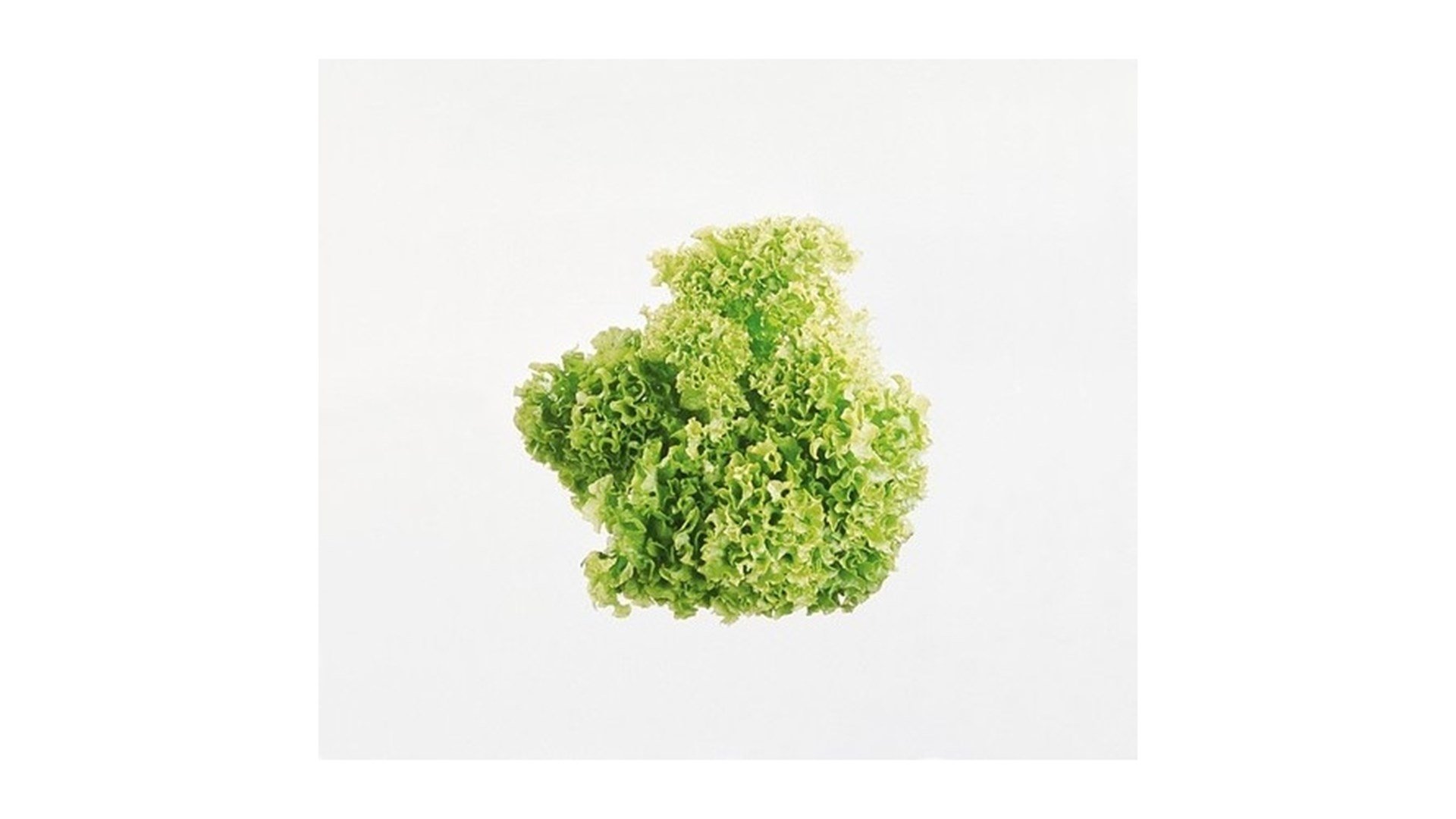 Salat lollo grønn 700g  stk