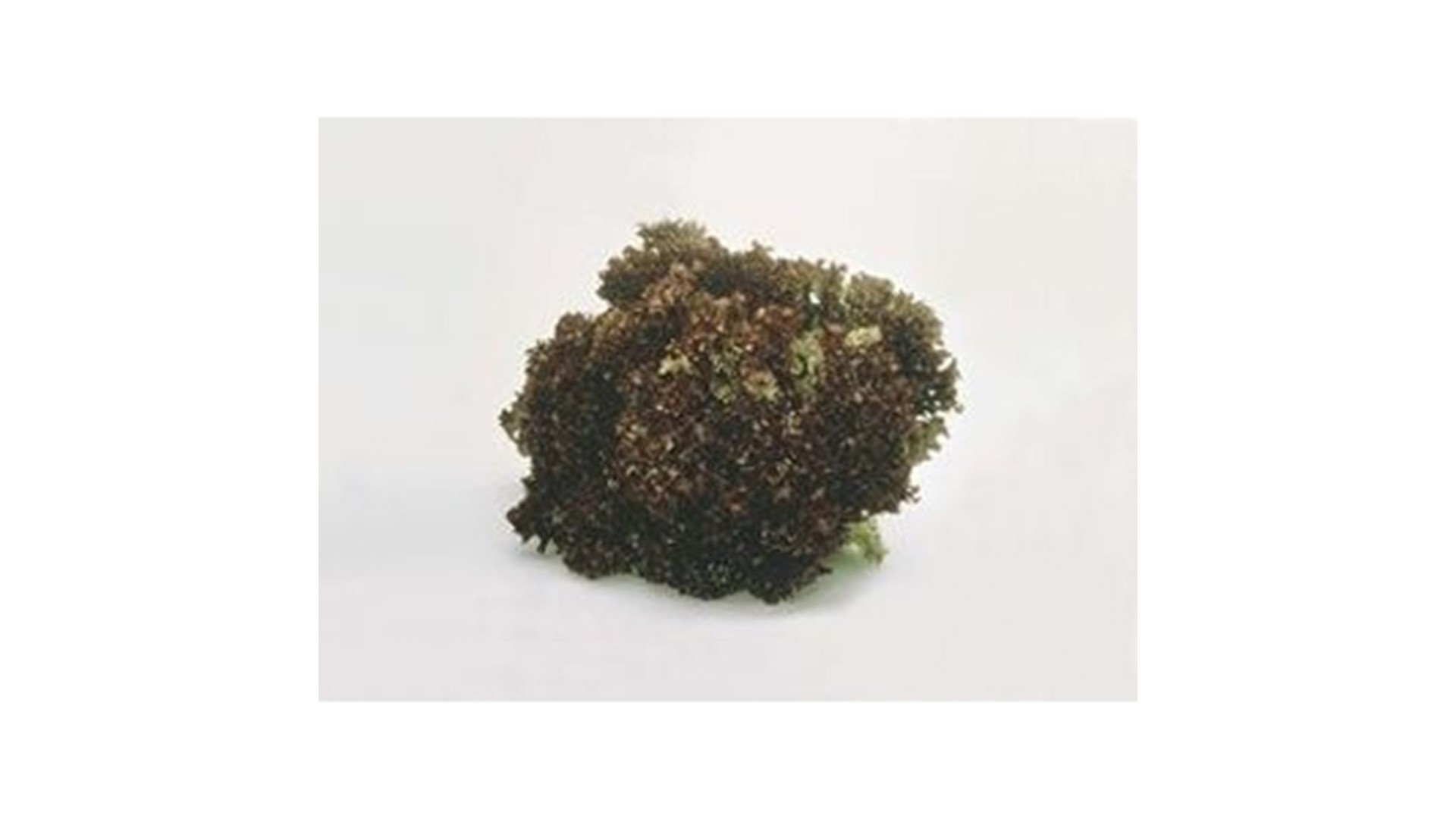 Salat lollo rød 700g stk