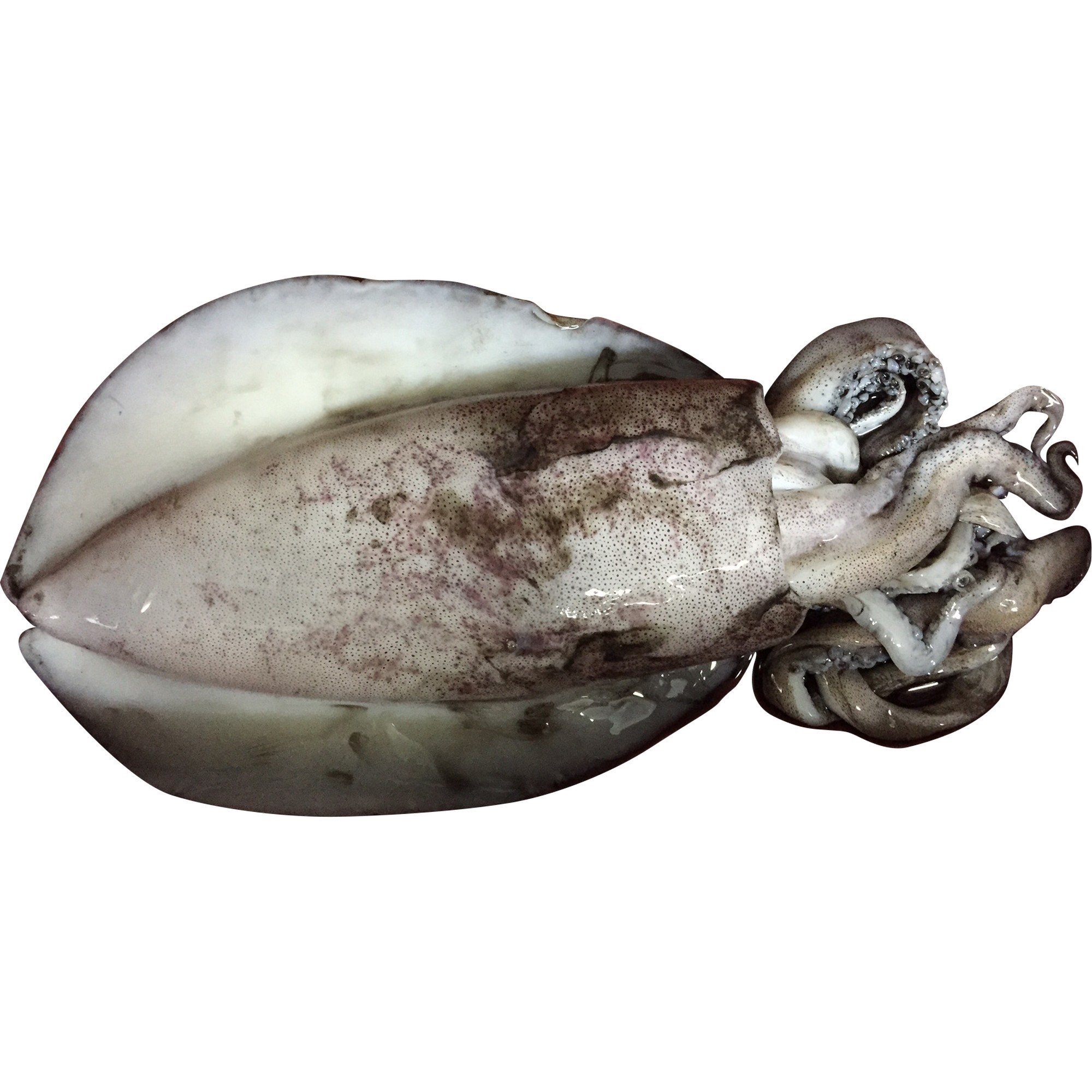 Cuttle fish hel 10kg