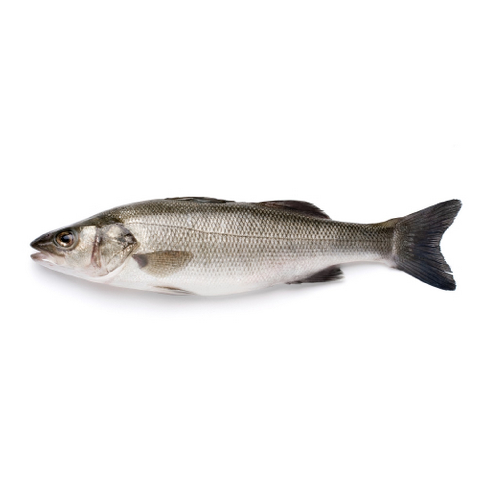 Sea bass whole, cleaned 10 kg