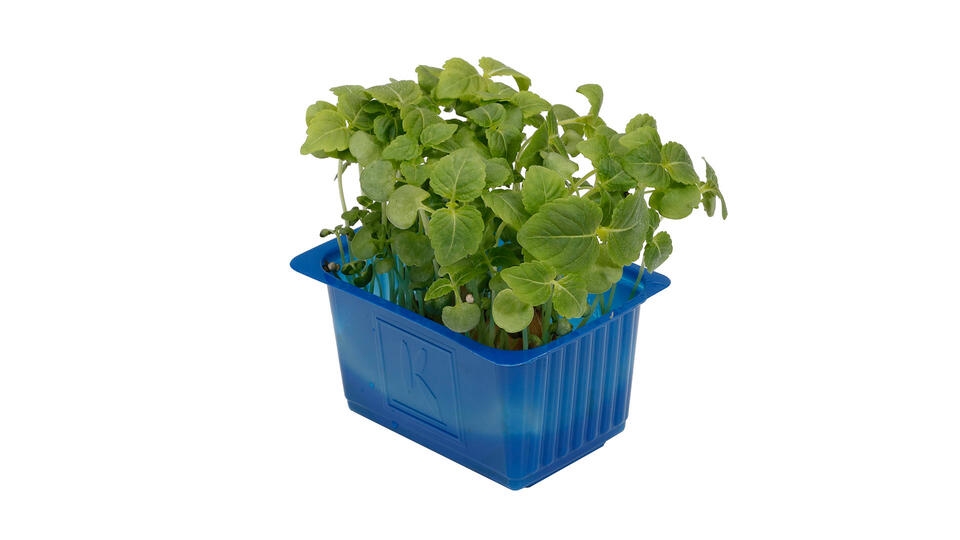 Blader shiso blader grønn 15stk