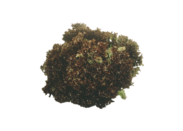 Salat lollo rosso rød  stk