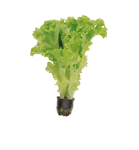 Salat rapid norsk