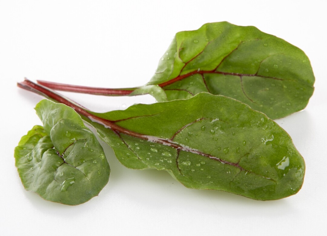 Salat red rhubarb   1kg