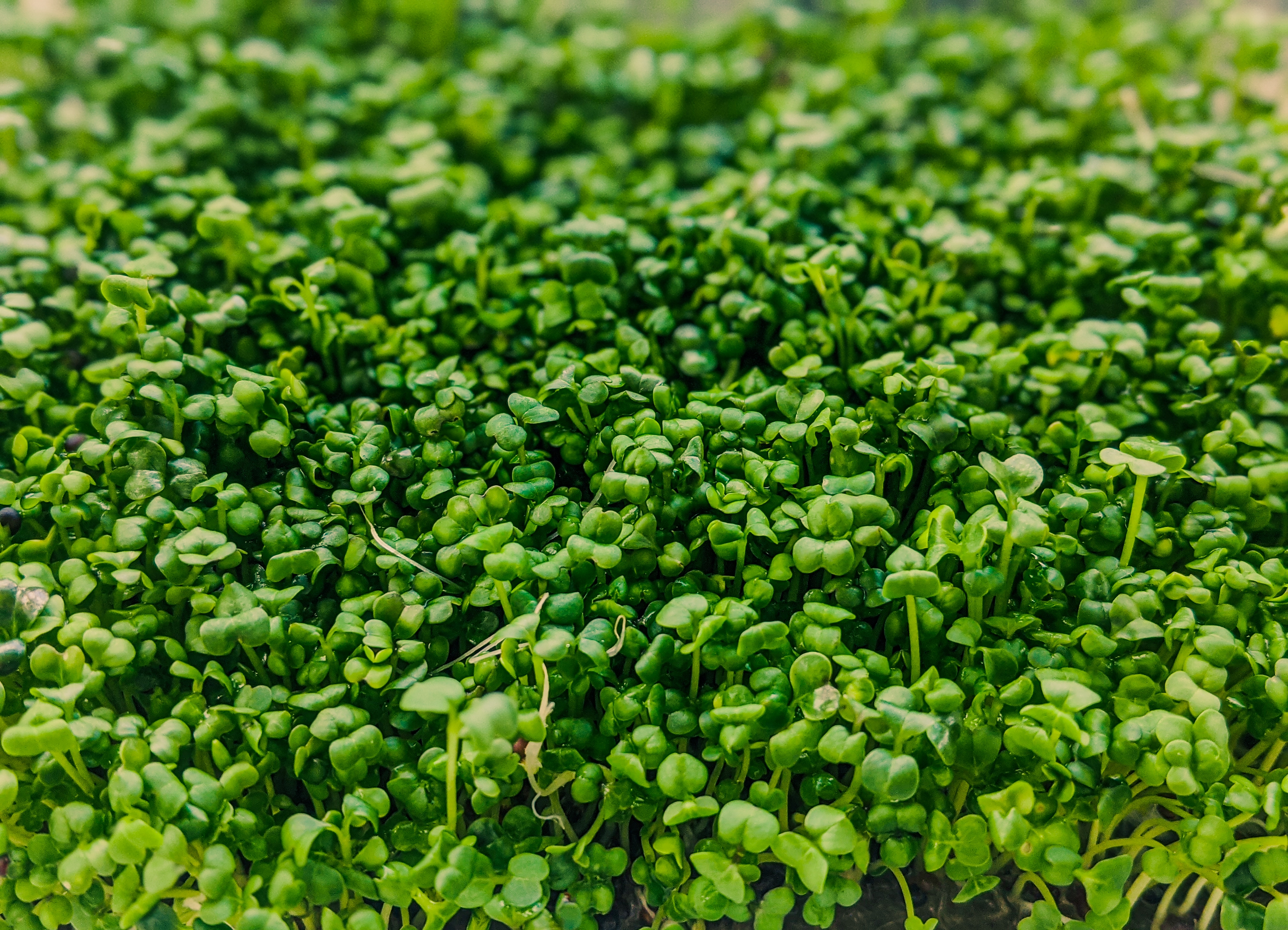 Urter oxalis potte stk