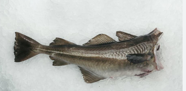 Torsk u/h skrei 2-4 10kg fersk kg