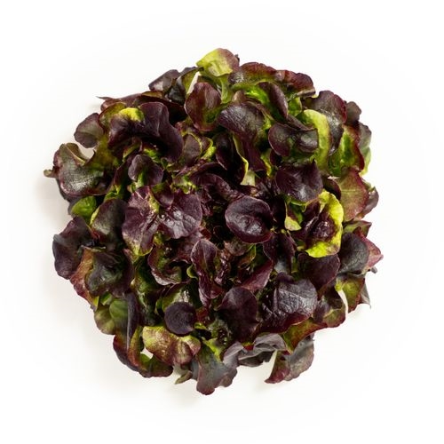 Salat onna big oak red ekeblad, vertikaldyrket 190g