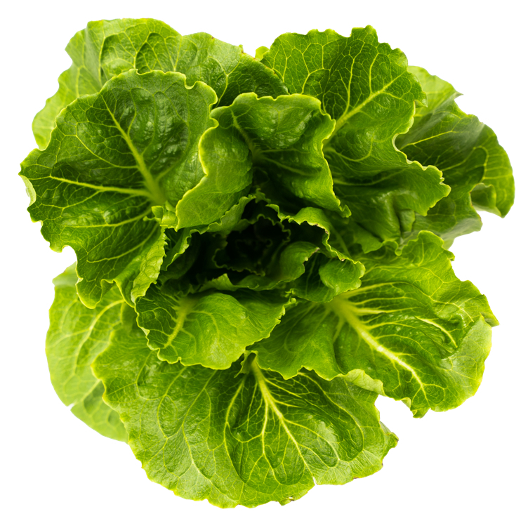 Romano spiseklar salat løsv. 1,5kg