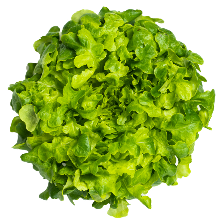 Green oak løsv. salat spiseklar grønn ekeblad 1,5kg