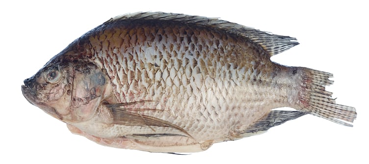 Tilapia hel renset 300-500g  4kg