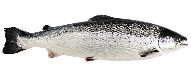 Laks hel 3-4kg  kg