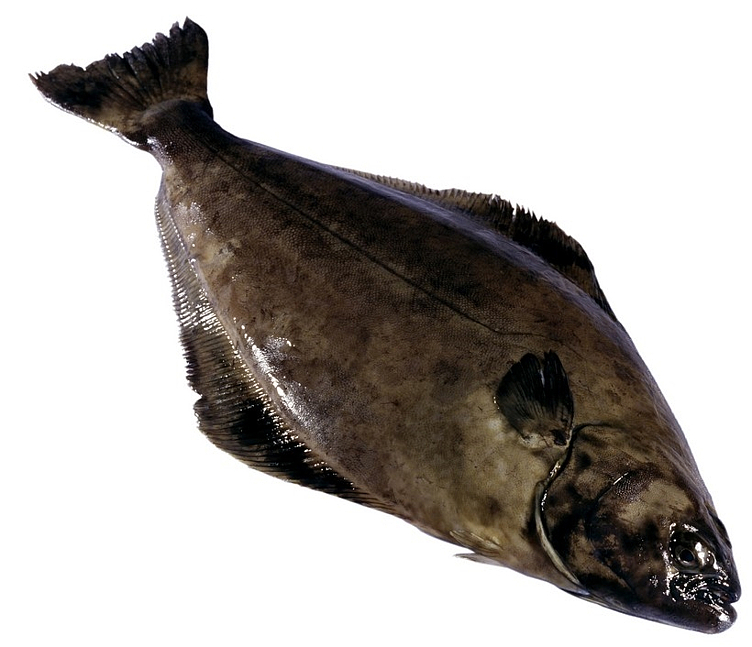 Kveite 5-20kg vill u/hode kg