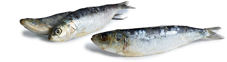 Sardiner hel, rå, renset  900gr