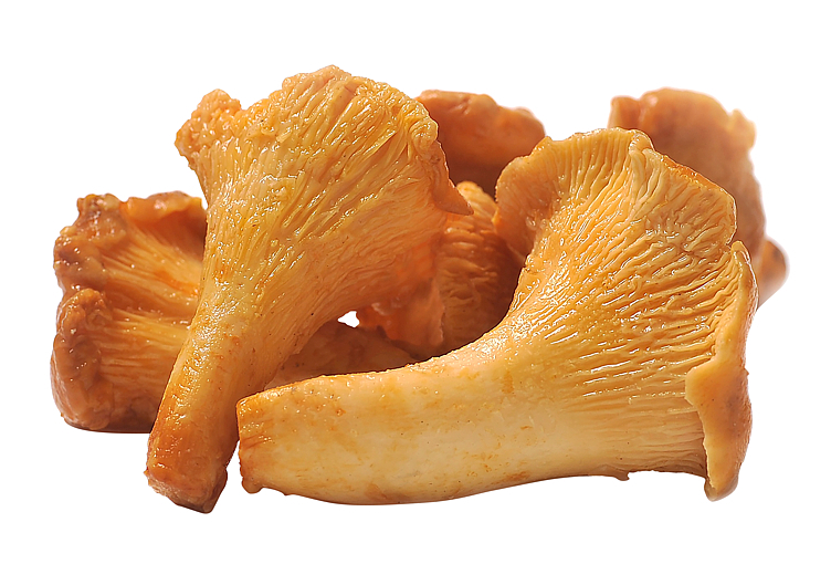 Kantarell 1,5kg