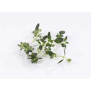 Urter timian   potte