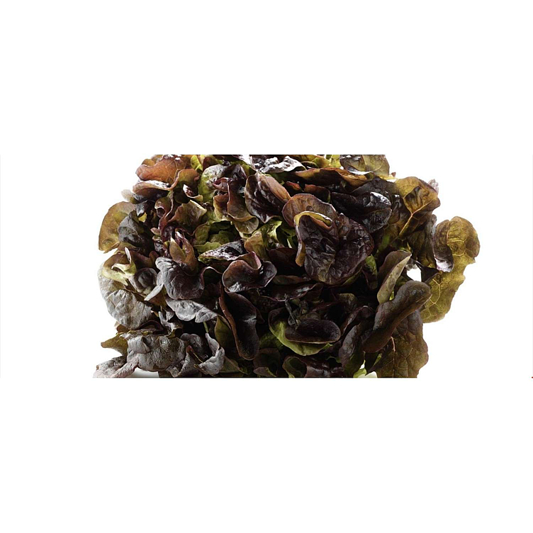 Salat ekeblad grønn elst. stk