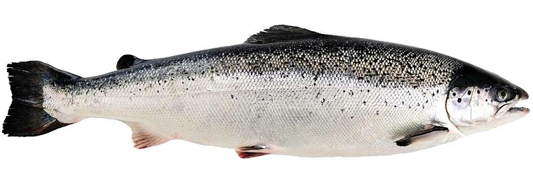 Laks hel sløyd m/hode 2% glasering kg