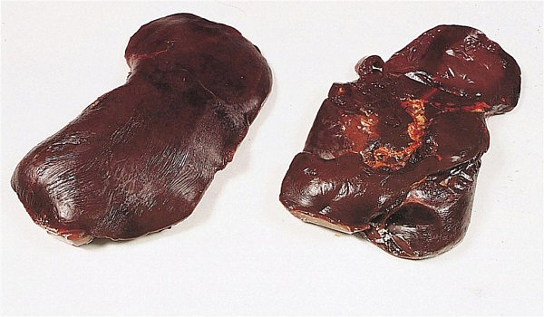 Storfelever ca10kg kg