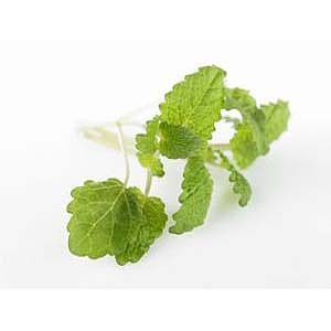 Urter sitronmelisse potte