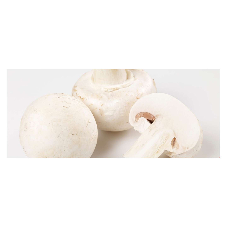 Mushrooms champignon ecological