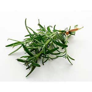 Rosemary herb           pot